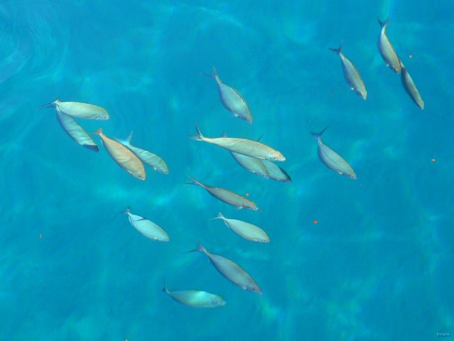 88- Un banc de poissons-lapins nage autour du bateau 